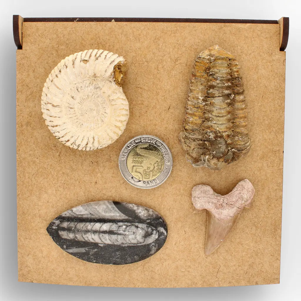 Get your Echoes of Deep Time online now or in store at Forever Gems in Franschhoek, South Africa