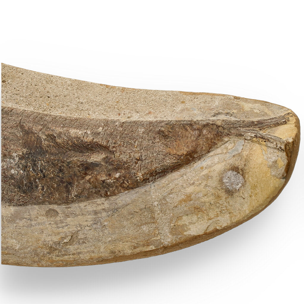 Get your Exceptional Santana Formation Fossil Fish - Pristine Cretaceous Period Aquatic Life Specimen online now or in store at Forever Gems in Franschhoek, South Africa