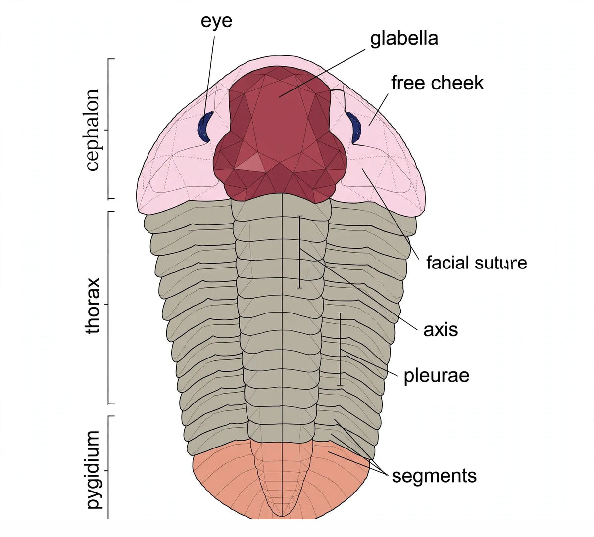 Small Authentic Calymene Trilobite Fossil