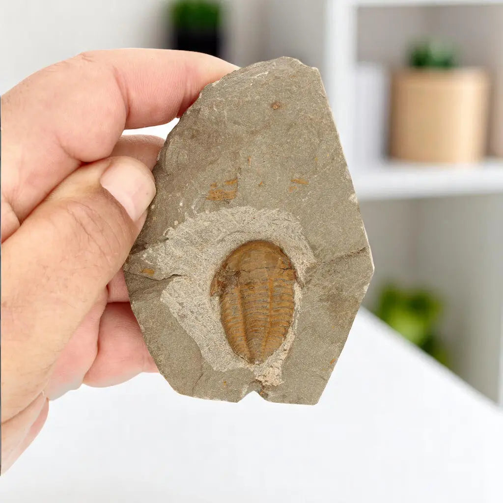 Prehistoric Treasures: The Ultimate Fossil Gift Box!