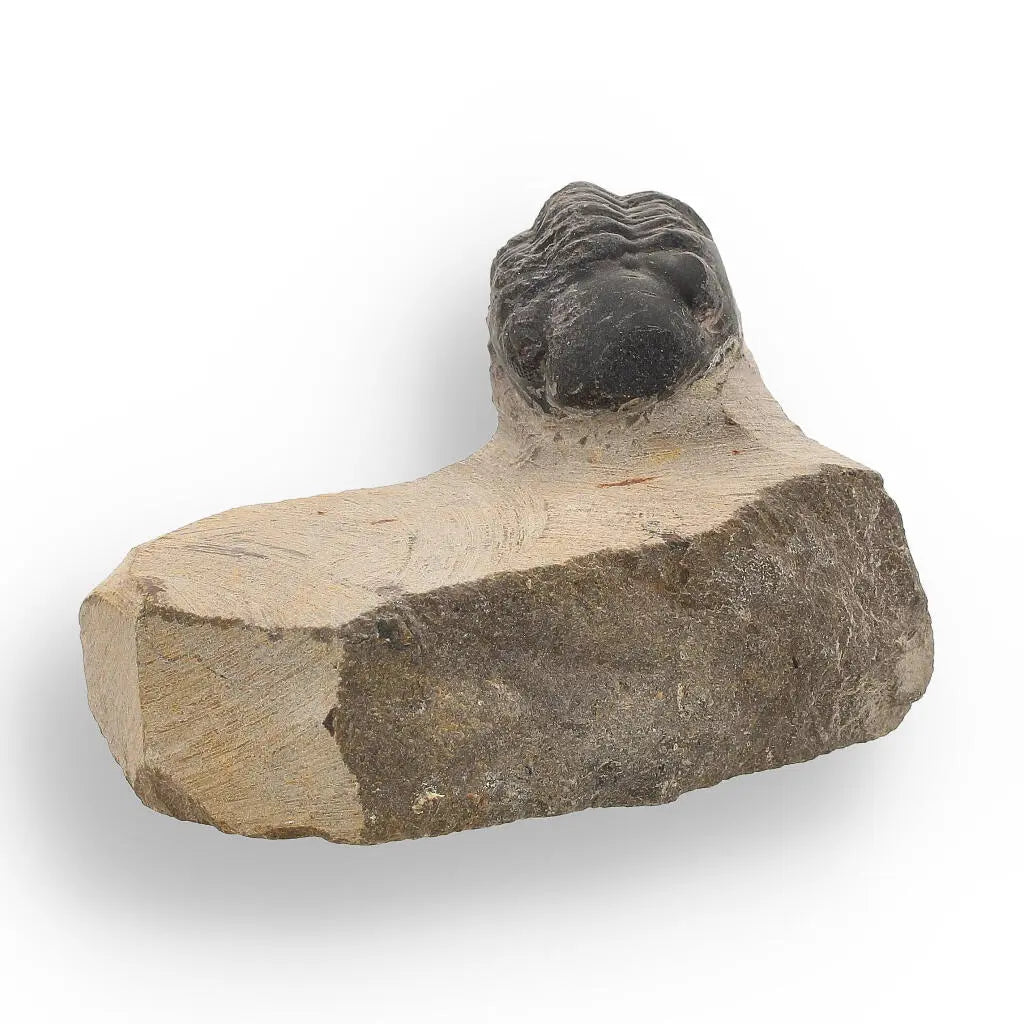 Ocean's Ancient Wonders: Fossil Gift Box of Prehistoric Treasures!