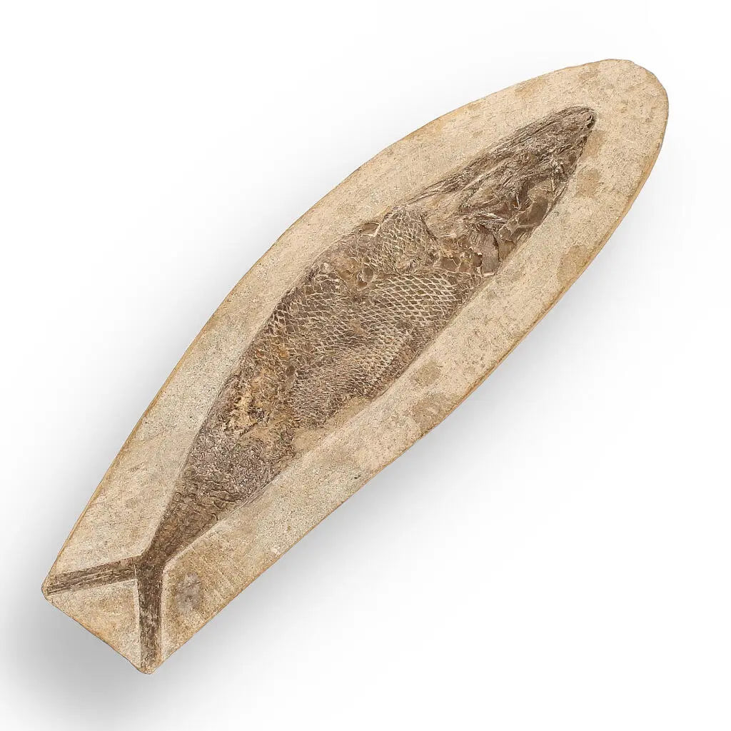 Journey Through Time - Fossil Gift Box of Ancient Wonders!