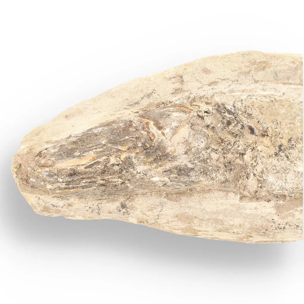 Prehistoric Wonders: Fossil Gift Box of Ancient Life!