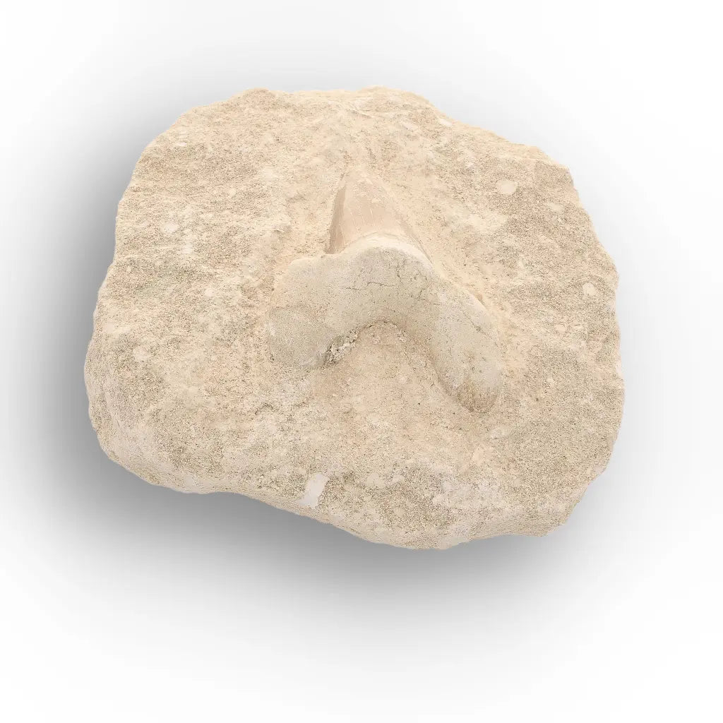 Get your Authentic Otodus Obliquus Shark Tooth Fossil on Matrix online now or in store at Forever Gems in Franschhoek, South Africa