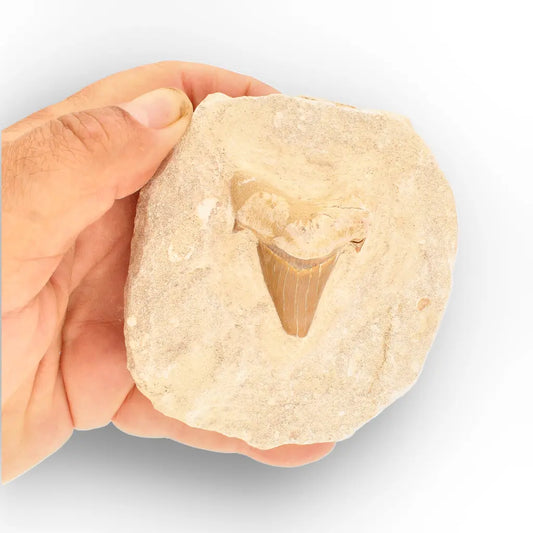 Get your Moroccan Otodus Obliquus Shark Tooth Fossil in Natural Matrix online now or in store at Forever Gems in Franschhoek, South Africa