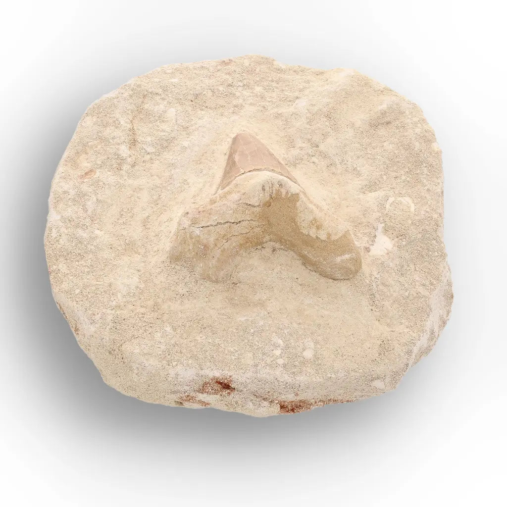 Get your Moroccan Otodus Obliquus Shark Tooth Fossil in Natural Matrix online now or in store at Forever Gems in Franschhoek, South Africa