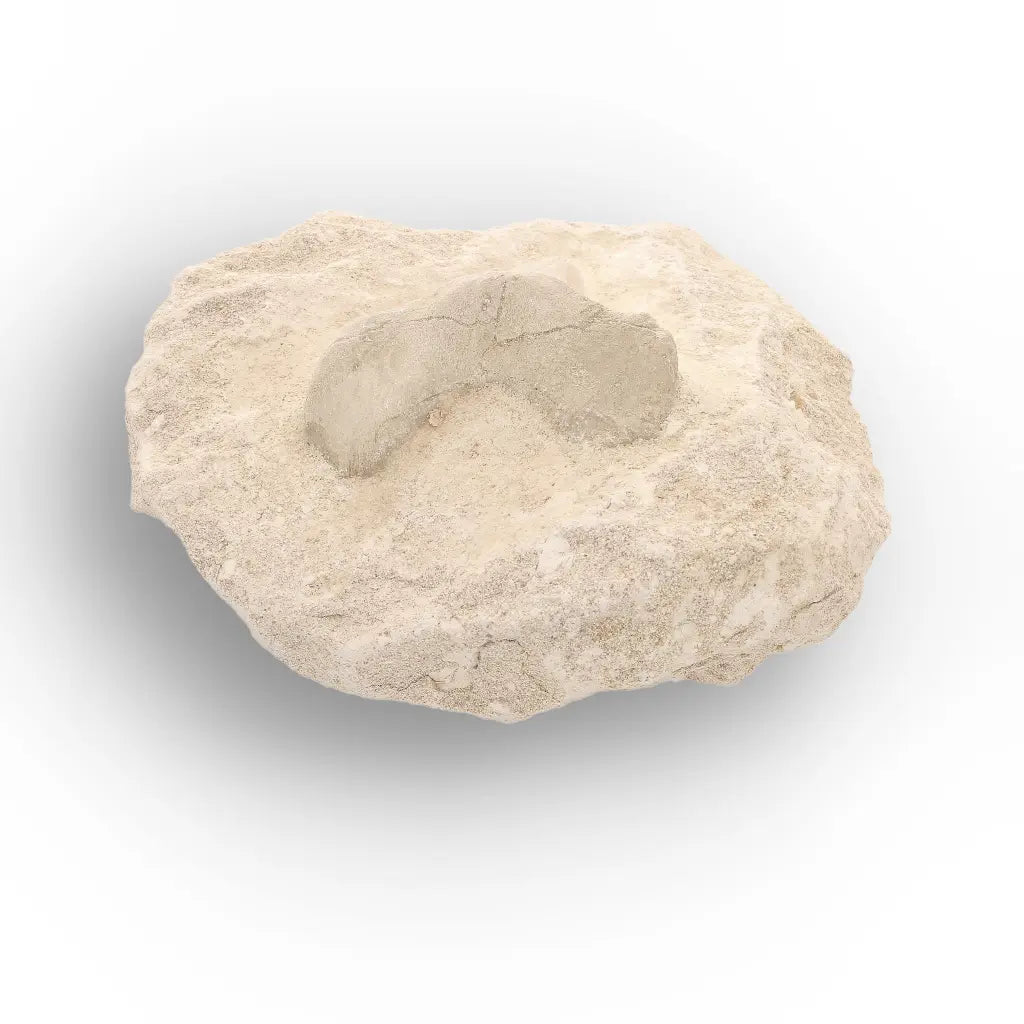 Get your Prehistoric Otodus Obliquus Shark Tooth on Matrix – Genuine Fossil online now or in store at Forever Gems in Franschhoek, South Africa