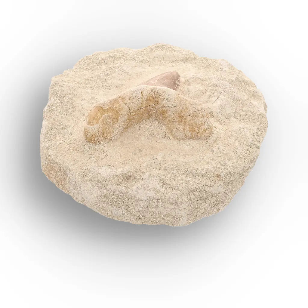 Get your Genuine Otodus Obliquus Shark Tooth on Matrix – Oulad Abdoun Basin online now or in store at Forever Gems in Franschhoek, South Africa