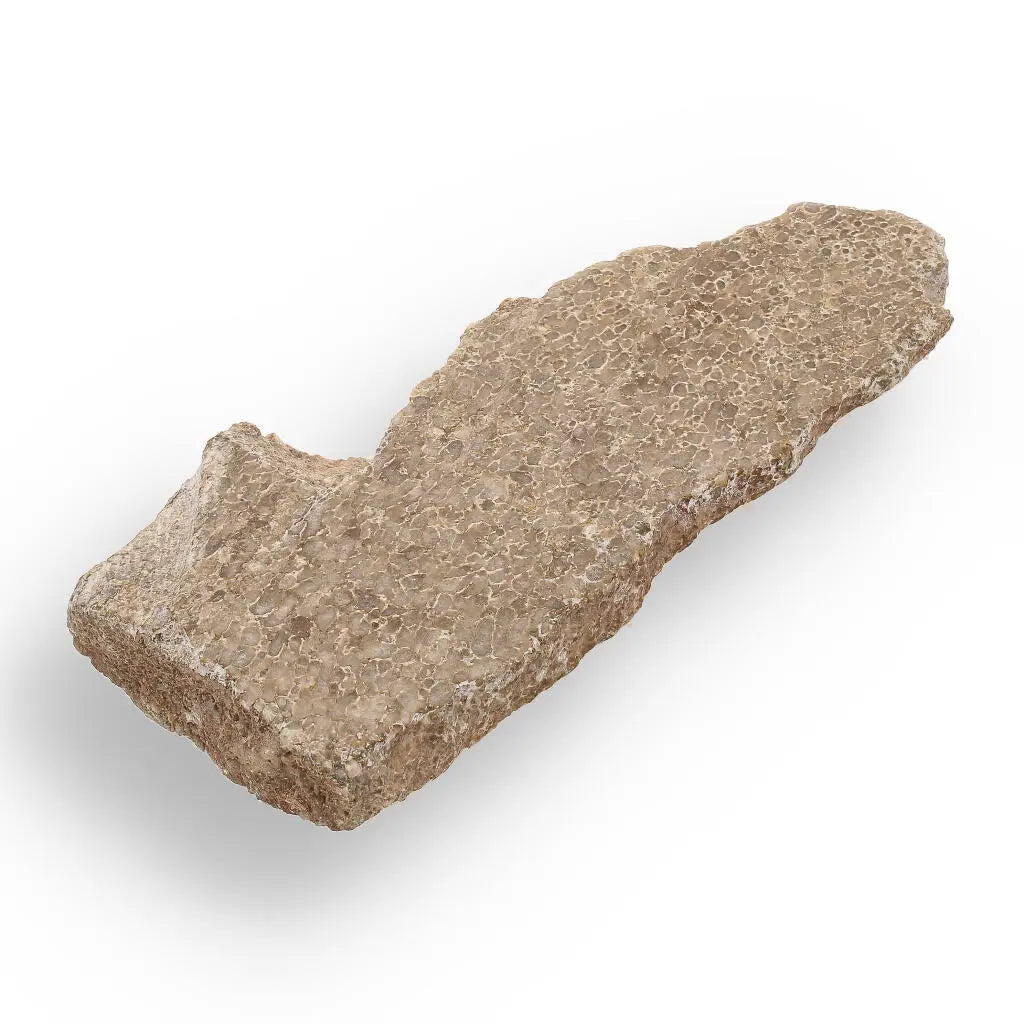 Get your Ancient Agatized Bone with Silicified Patterns online now or in store at Forever Gems in Franschhoek, South Africa