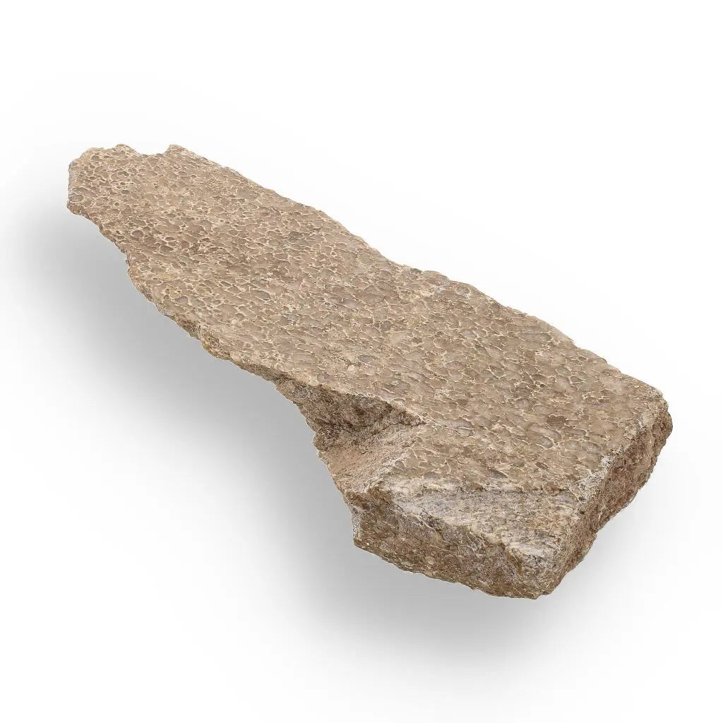 Get your Ancient Agatized Bone with Silicified Patterns online now or in store at Forever Gems in Franschhoek, South Africa