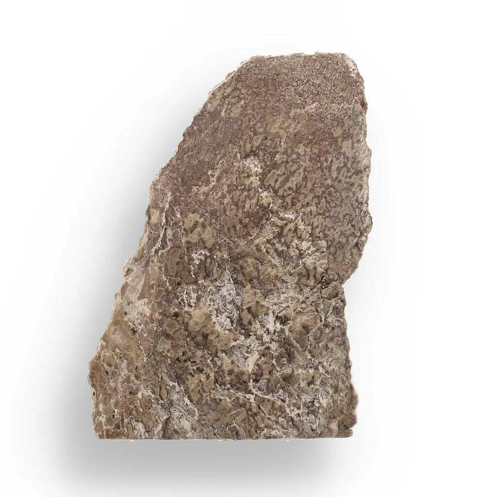 Get your Timeless Sauropod Fossil, Polished Perfection online now or in store at Forever Gems in Franschhoek, South Africa