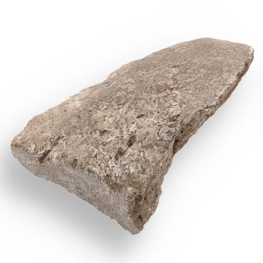 Get your Timeless Sauropod Fossil, Polished Perfection online now or in store at Forever Gems in Franschhoek, South Africa