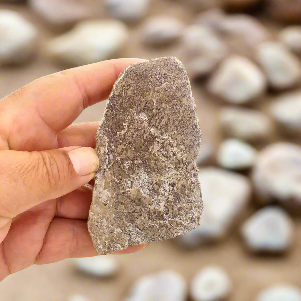 Get your Timeless Sauropod Fossil, Polished Perfection online now or in store at Forever Gems in Franschhoek, South Africa