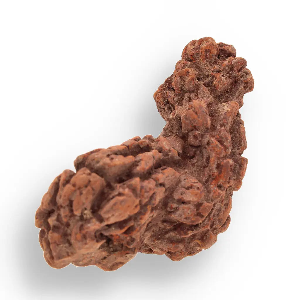 Get your Coprolite Madagascar: Fossilized Turtle Poo from Prehistory online now or in store at Forever Gems in Franschhoek, South Africa