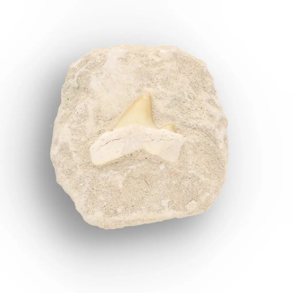 Get your Fossil Shark Tooth from Morocco on Matrix online now or in store at Forever Gems in Franschhoek, South Africa