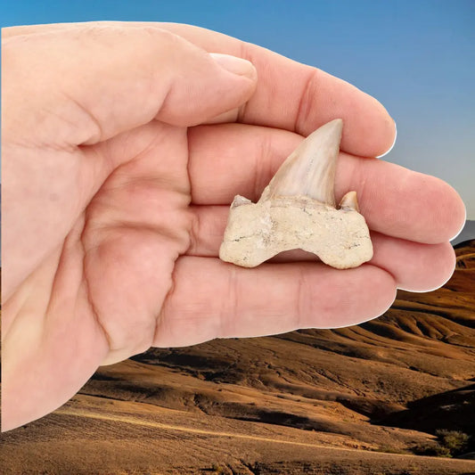 Get your Real Prehistoric Shark Tooth Fossil online now or in store at Forever Gems in Franschhoek, South Africa