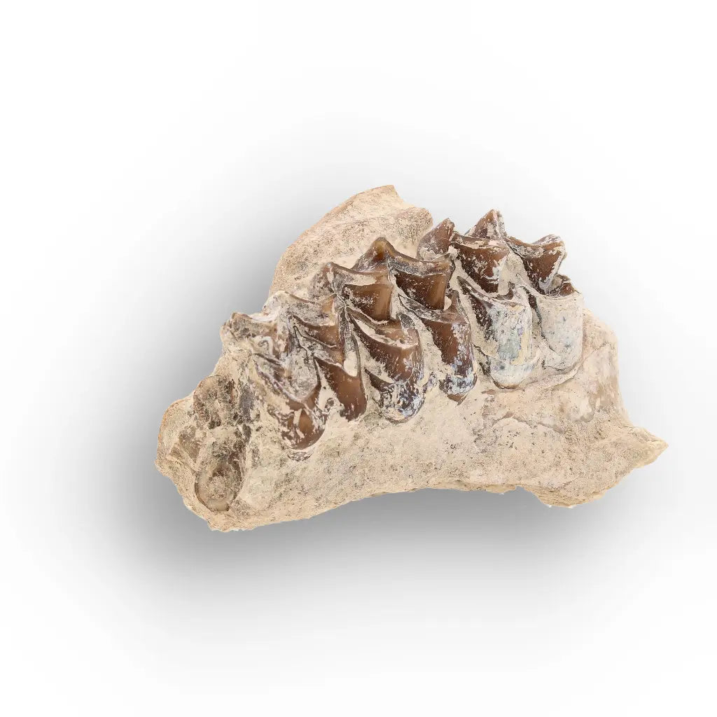 Oreodont Jaw Fossil with Teeth – Wyoming White River Find