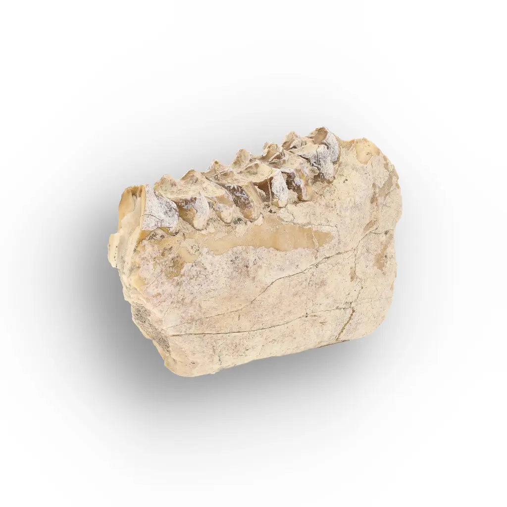 Oreodont Merycoidodon Jaw Fossil with Teeth – Wyoming