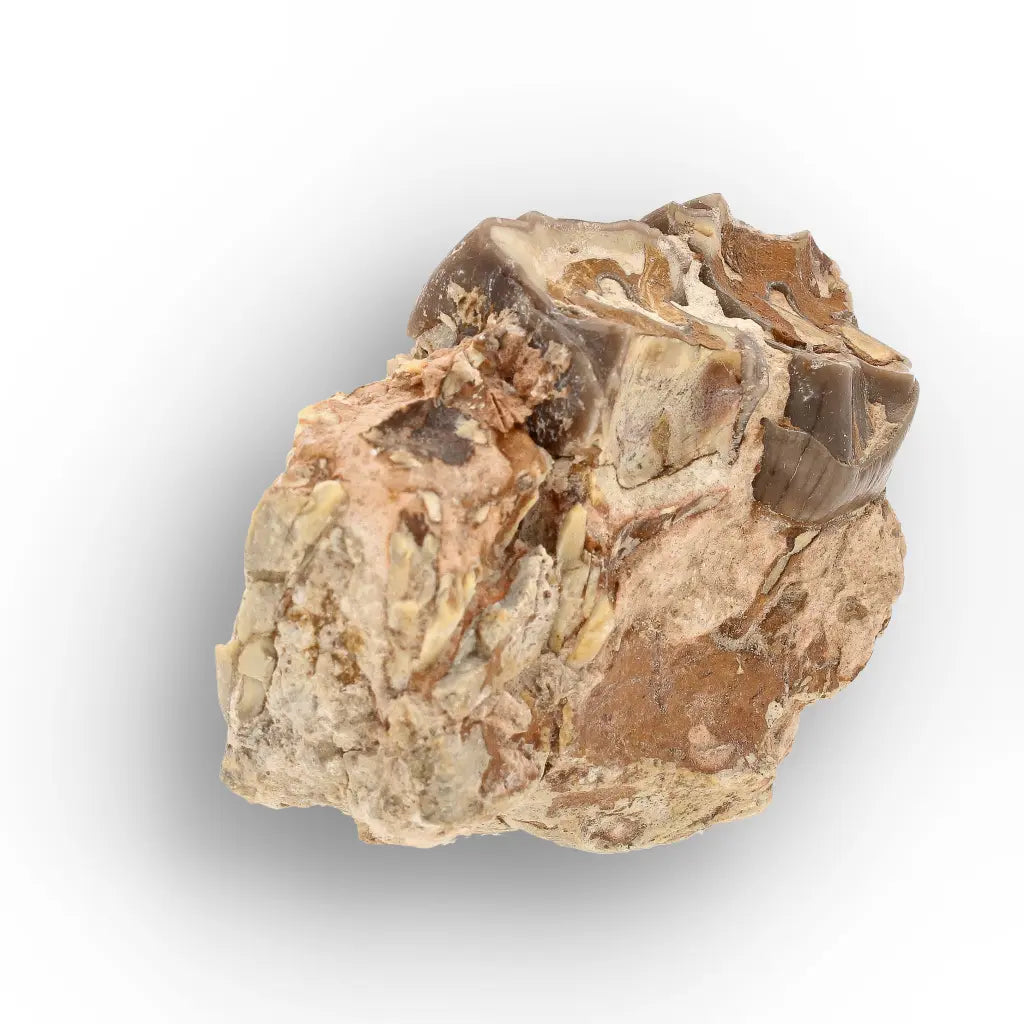 Running Rhino Jaw Fossil – Hyracodon from South Dakota