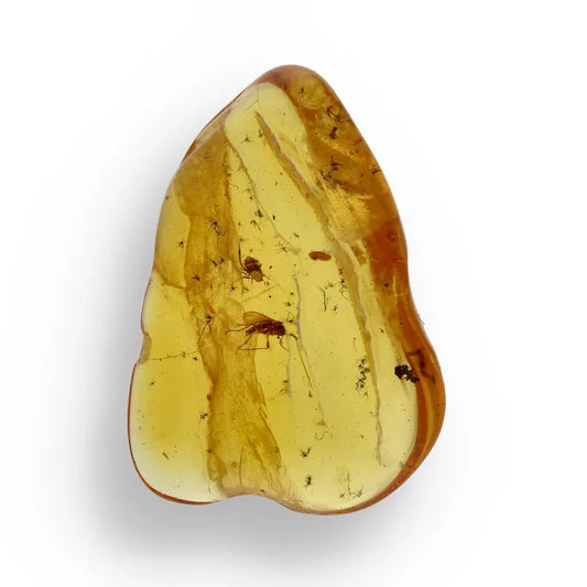 Get your Authentic Baltic Amber with Prehistoric Insect Fossil online now or in store at Forever Gems in Franschhoek, South Africa