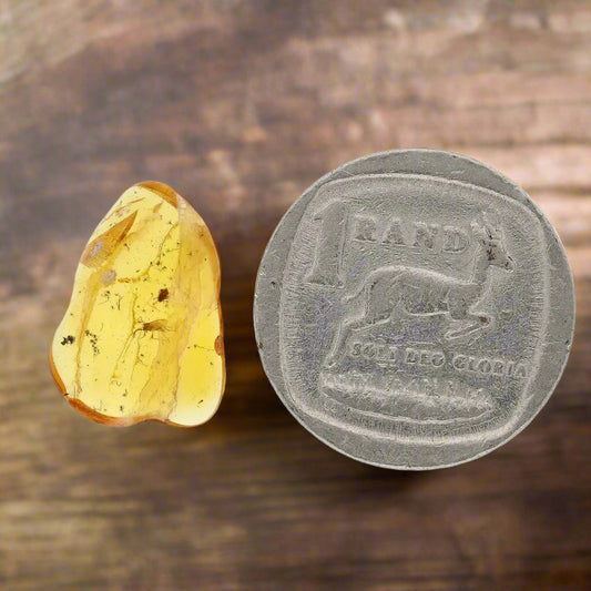 Get your Authentic Baltic Amber with Prehistoric Insect Fossil online now or in store at Forever Gems in Franschhoek, South Africa