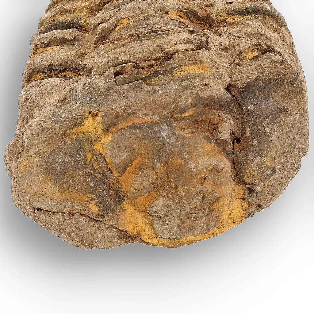 Get your Calymene Trilobite Fossil – Authentic Silurian from Morocco online now or in store at Forever Gems in Franschhoek, South Africa