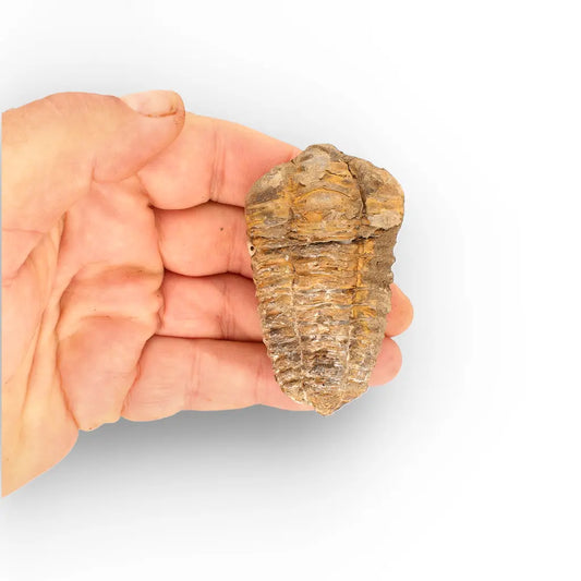 Get your Calymene Trilobite Fossil – Silurian Age Specimen from Morocco online now or in store at Forever Gems in Franschhoek, South Africa