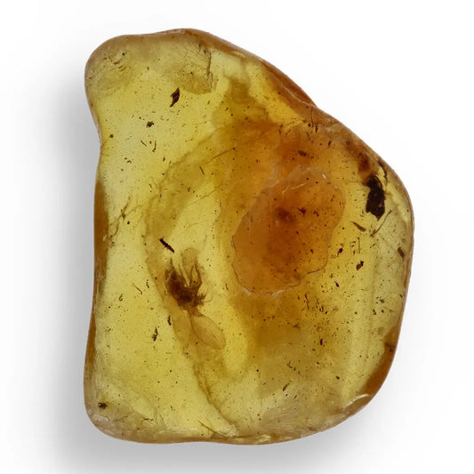Get your Real Baltic Amber - Fossil Insect from 40 Million Years online now or in store at Forever Gems in Franschhoek, South Africa