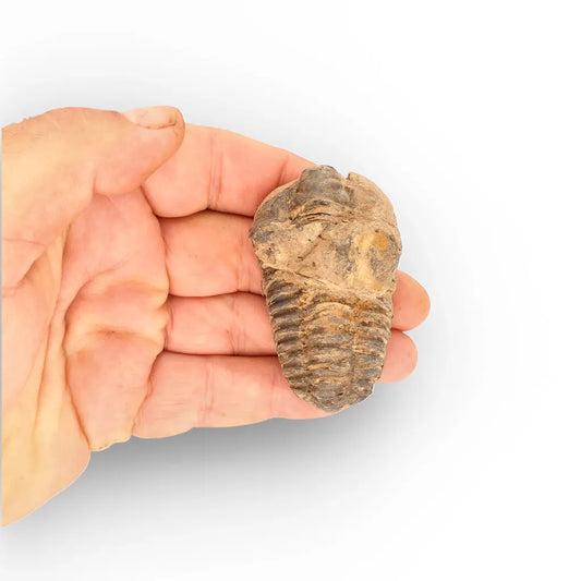 Get your Calymene Trilobite Fossil – Authentic Moroccan Collectors Piece online now or in store at Forever Gems in Franschhoek, South Africa