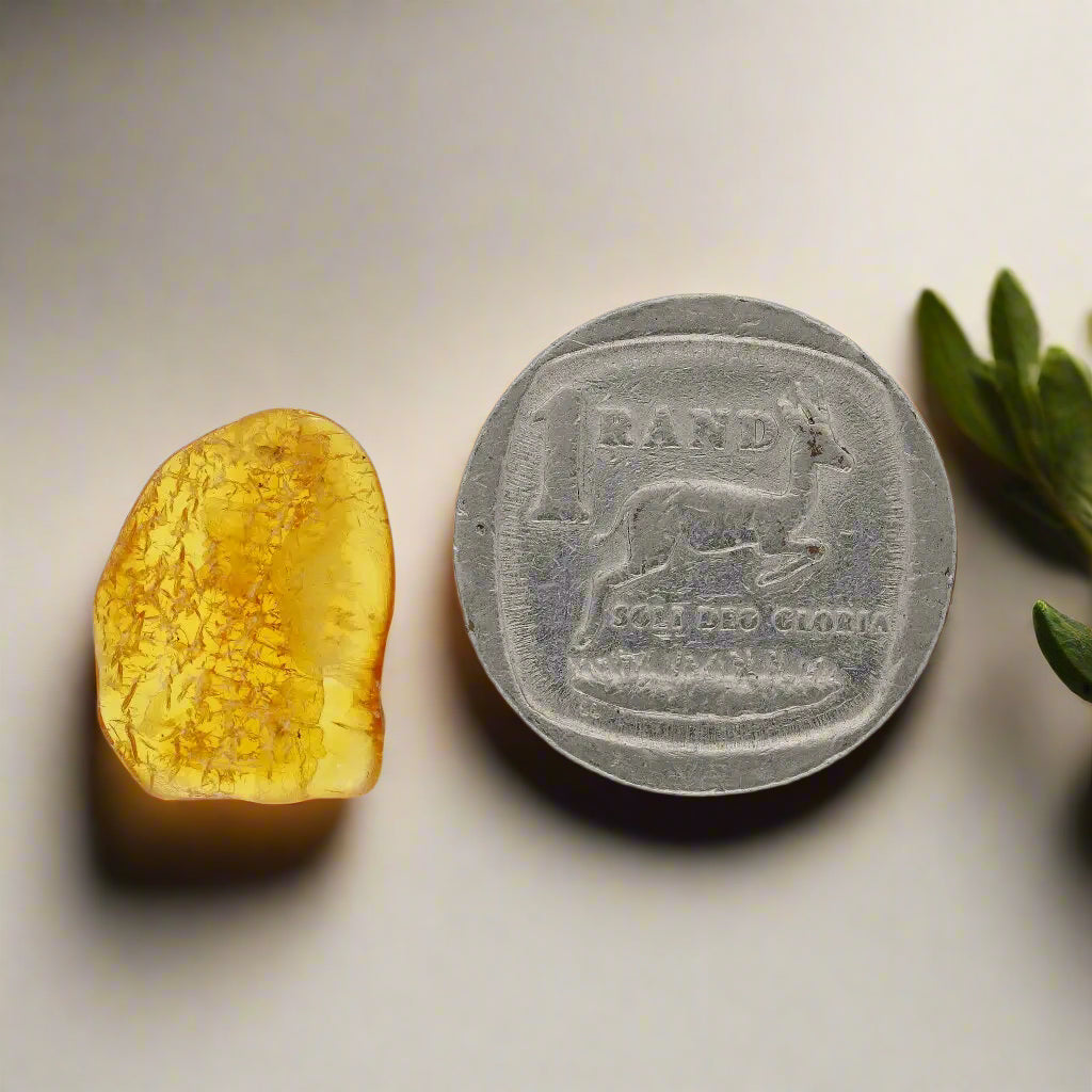 Get your Authentic Baltic Amber: Insect Frozen in Time online now or in store at Forever Gems in Franschhoek, South Africa