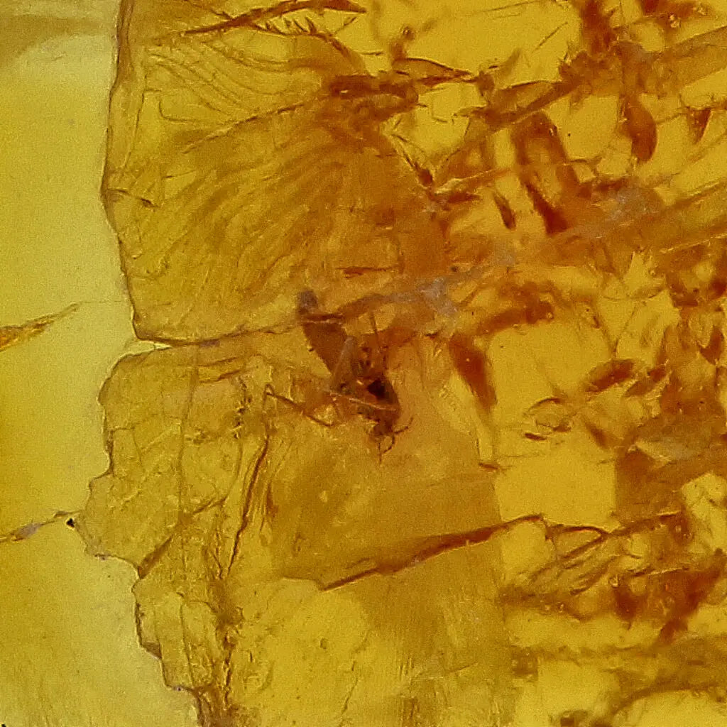 Get your Authentic Baltic Amber: Insect Frozen in Time online now or in store at Forever Gems in Franschhoek, South Africa