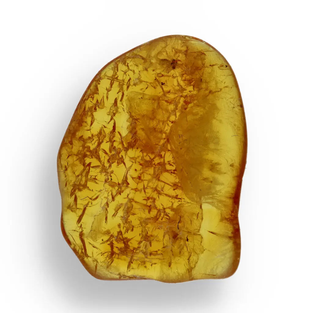 Get your Authentic Baltic Amber: Insect Frozen in Time online now or in store at Forever Gems in Franschhoek, South Africa