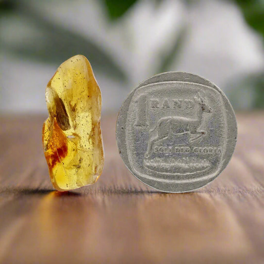 Get your Genuine Baltic Amber with Ancient Bug Inclusion online now or in store at Forever Gems in Franschhoek, South Africa