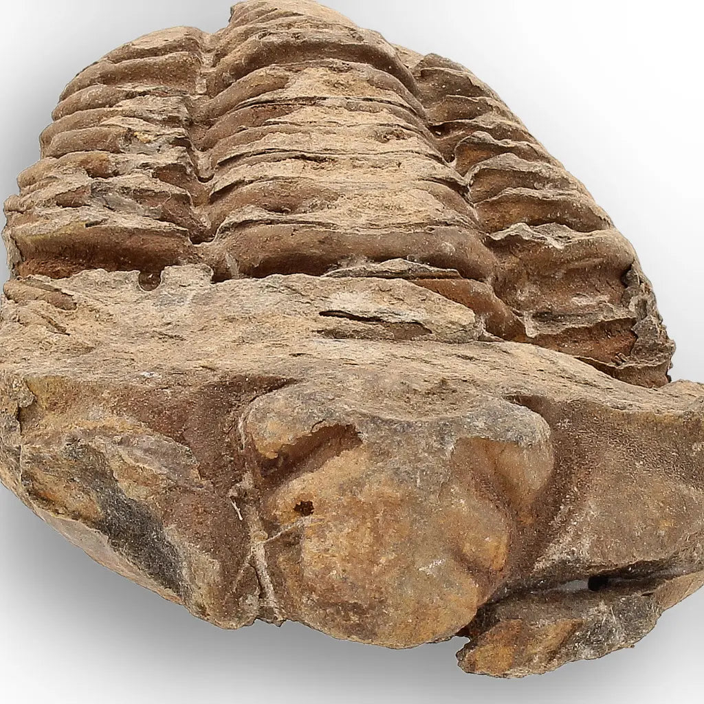 Get your Calymene Trilobite Fossil – Timeless Relic of Ancient Oceans online now or in store at Forever Gems in Franschhoek, South Africa