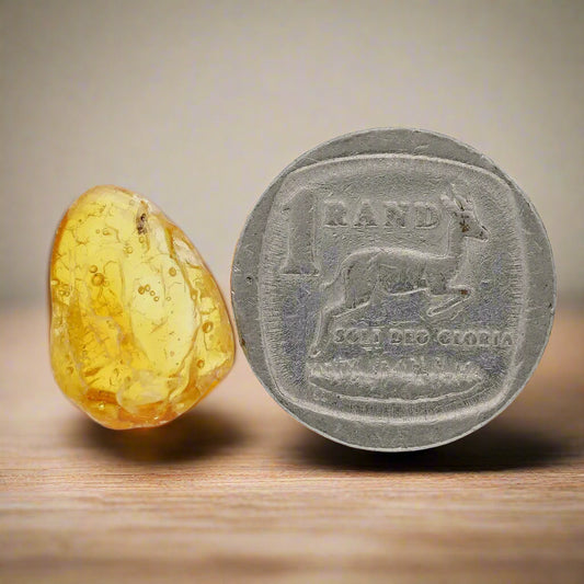Get your Natural Baltic Amber - Prehistoric Insect Preserved online now or in store at Forever Gems in Franschhoek, South Africa