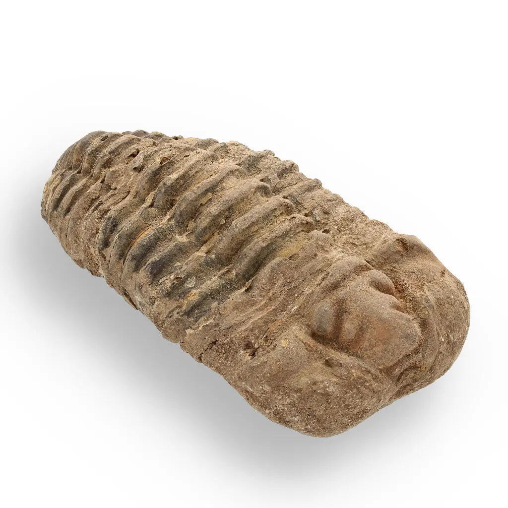 Buy your Calymene Trilobite Fossil – Ancient Sea Creature in Stone online now or in store at Forever Gems in Franschhoek, South Africa