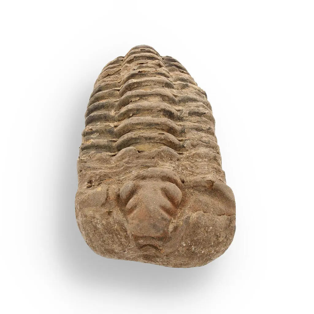 Buy your Calymene Trilobite Fossil – Ancient Sea Creature in Stone online now or in store at Forever Gems in Franschhoek, South Africa