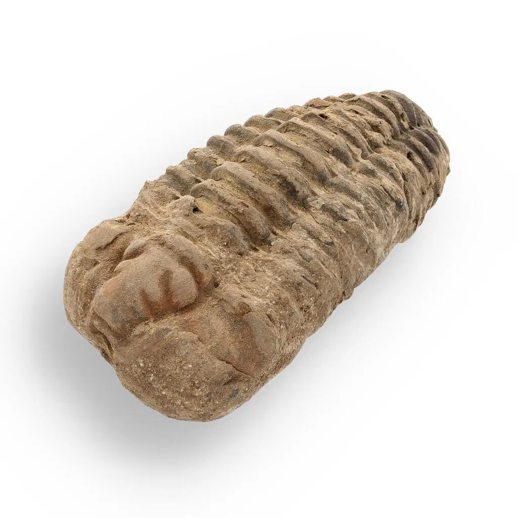 Buy your Calymene Trilobite Fossil – Ancient Sea Creature in Stone online now or in store at Forever Gems in Franschhoek, South Africa