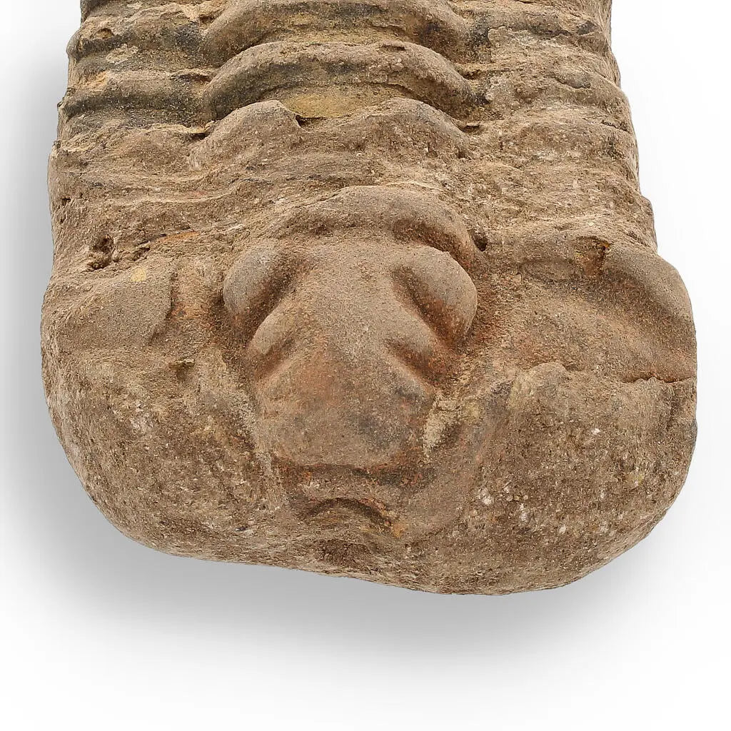 Buy your Calymene Trilobite Fossil – Ancient Sea Creature in Stone online now or in store at Forever Gems in Franschhoek, South Africa