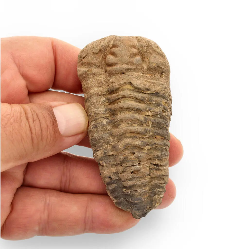 Buy your Calymene Trilobite Fossil – Ancient Sea Creature in Stone online now or in store at Forever Gems in Franschhoek, South Africa