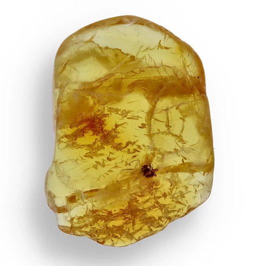 Get your Real Baltic Amber Fossil with Insect Inside online now or in store at Forever Gems in Franschhoek, South Africa