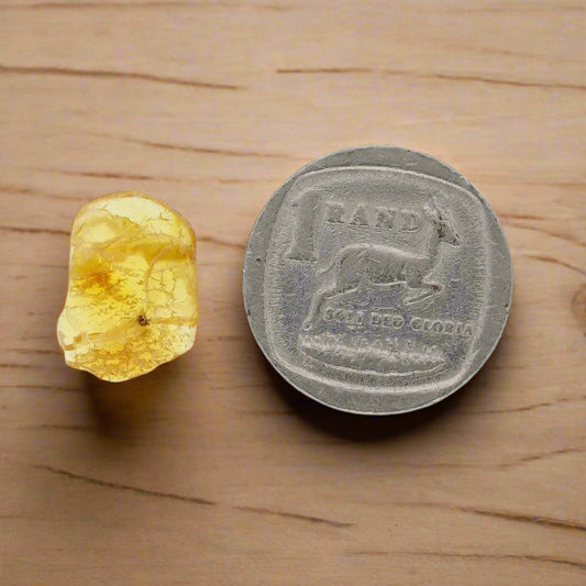 Get your Real Baltic Amber Fossil with Insect Inside online now or in store at Forever Gems in Franschhoek, South Africa