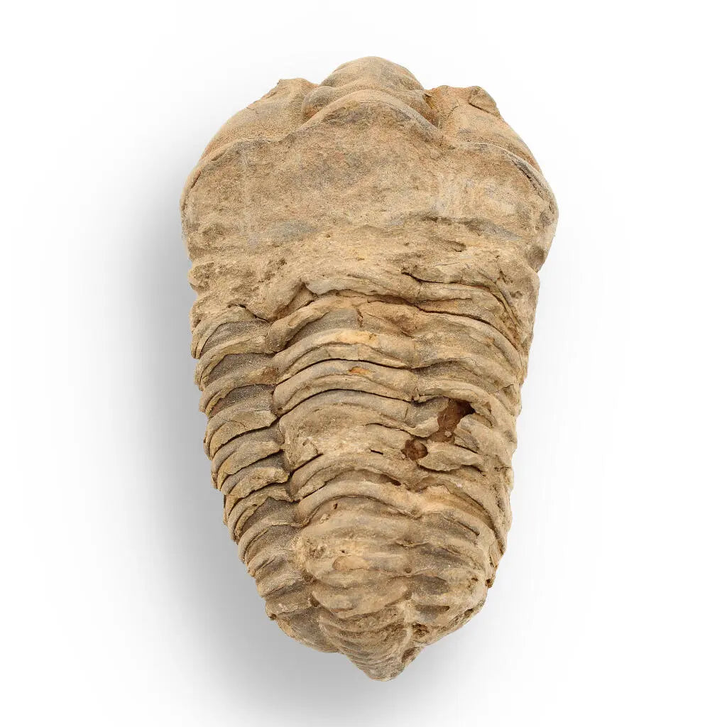 Buy your Calymene Trilobite Fossil – A Glimpse into Earth's Past online now or in store at Forever Gems in Franschhoek, South Africa