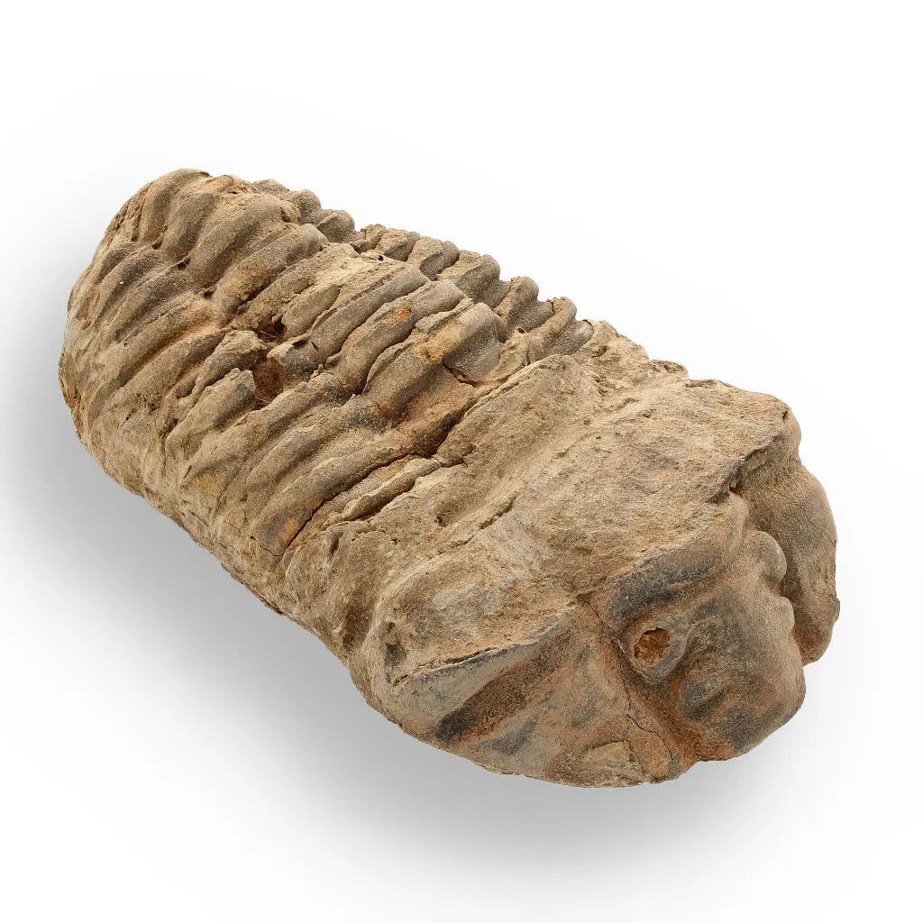 Buy your Calymene Trilobite Fossil – A Glimpse into Earth's Past online now or in store at Forever Gems in Franschhoek, South Africa