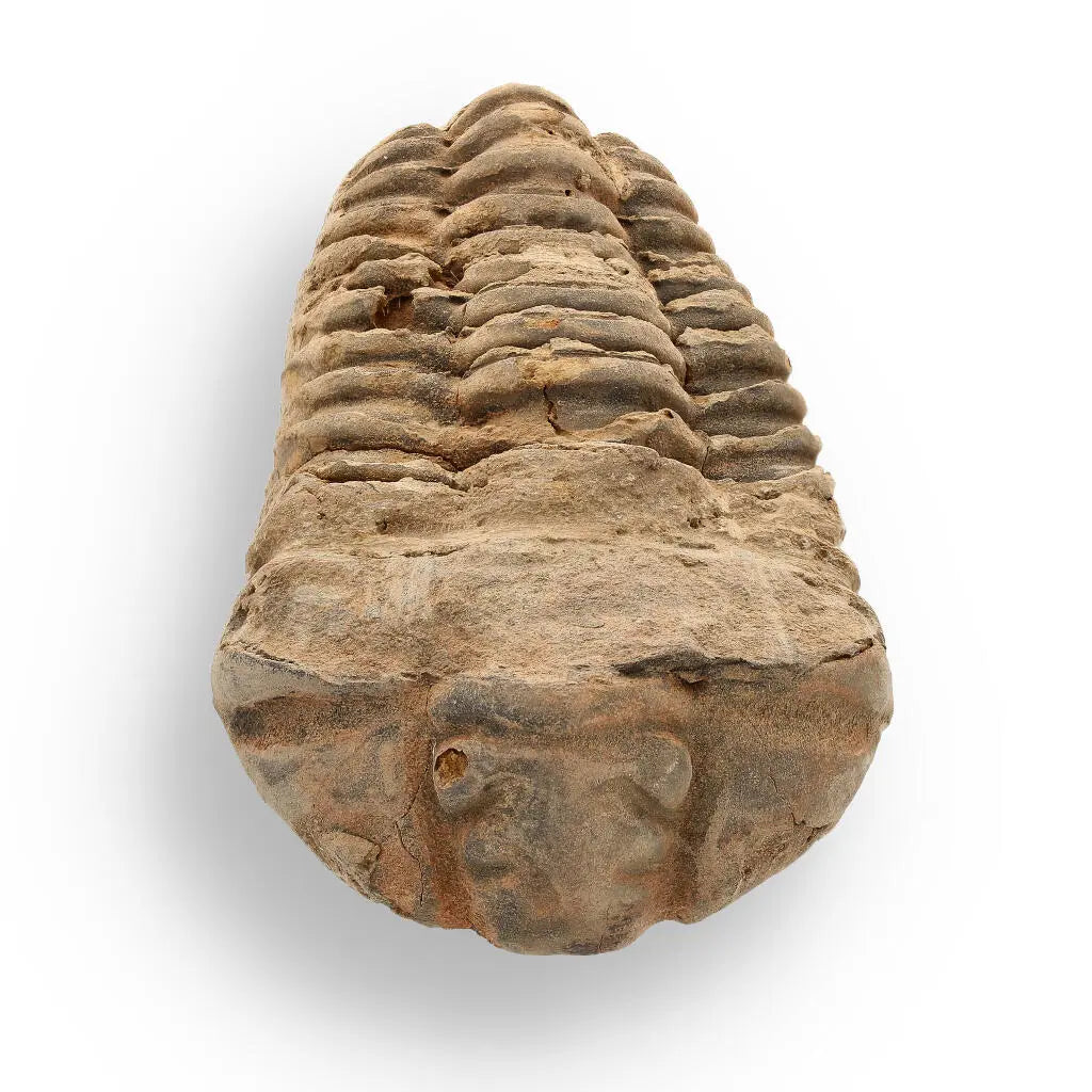 Buy your Calymene Trilobite Fossil – A Glimpse into Earth's Past online now or in store at Forever Gems in Franschhoek, South Africa