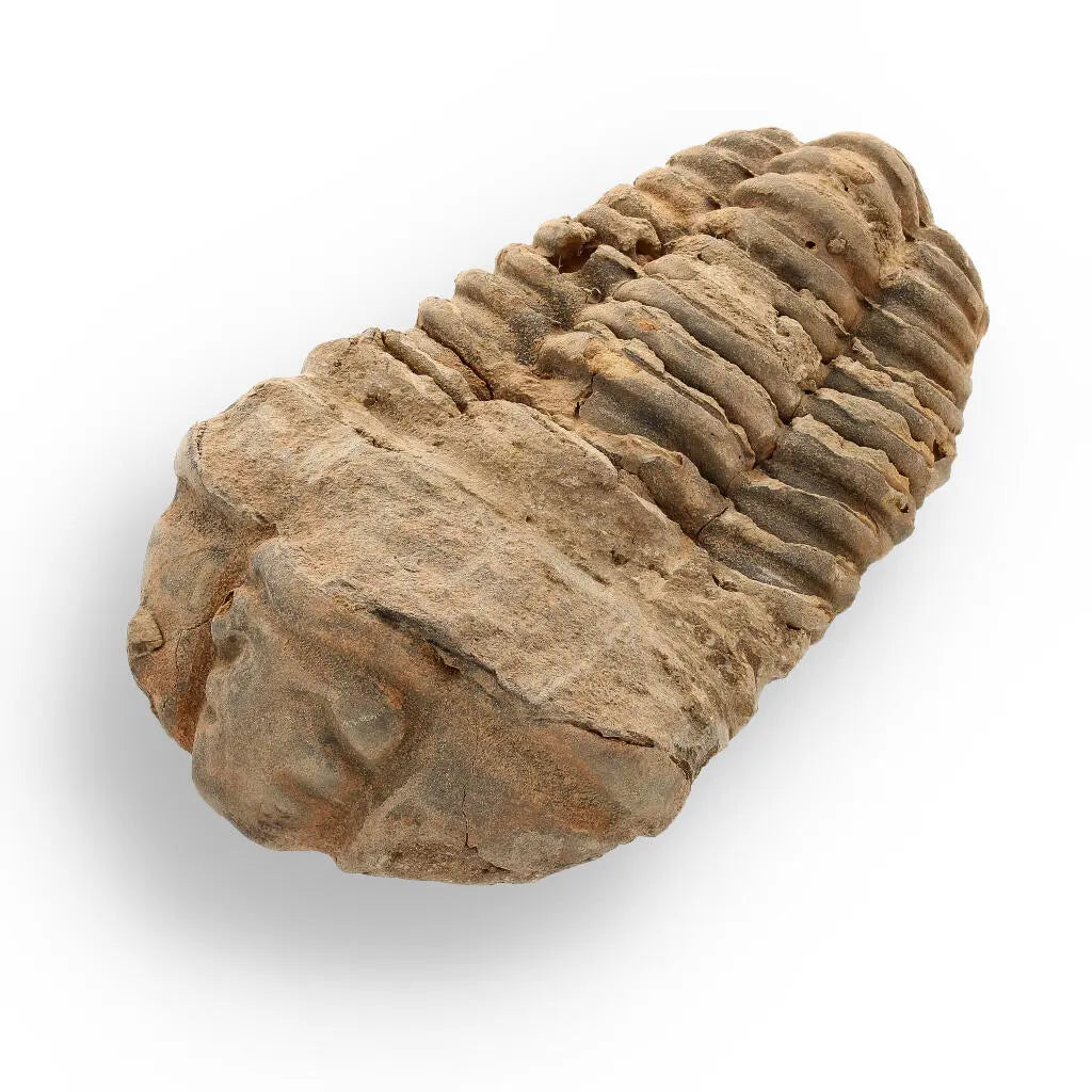 Buy your Calymene Trilobite Fossil – A Glimpse into Earth's Past online now or in store at Forever Gems in Franschhoek, South Africa
