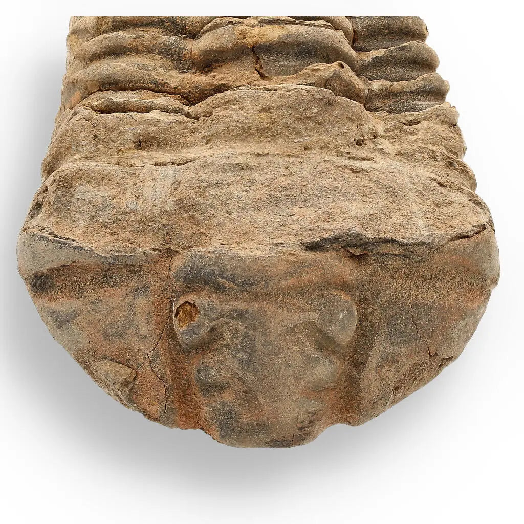Buy your Calymene Trilobite Fossil – A Glimpse into Earth's Past online now or in store at Forever Gems in Franschhoek, South Africa