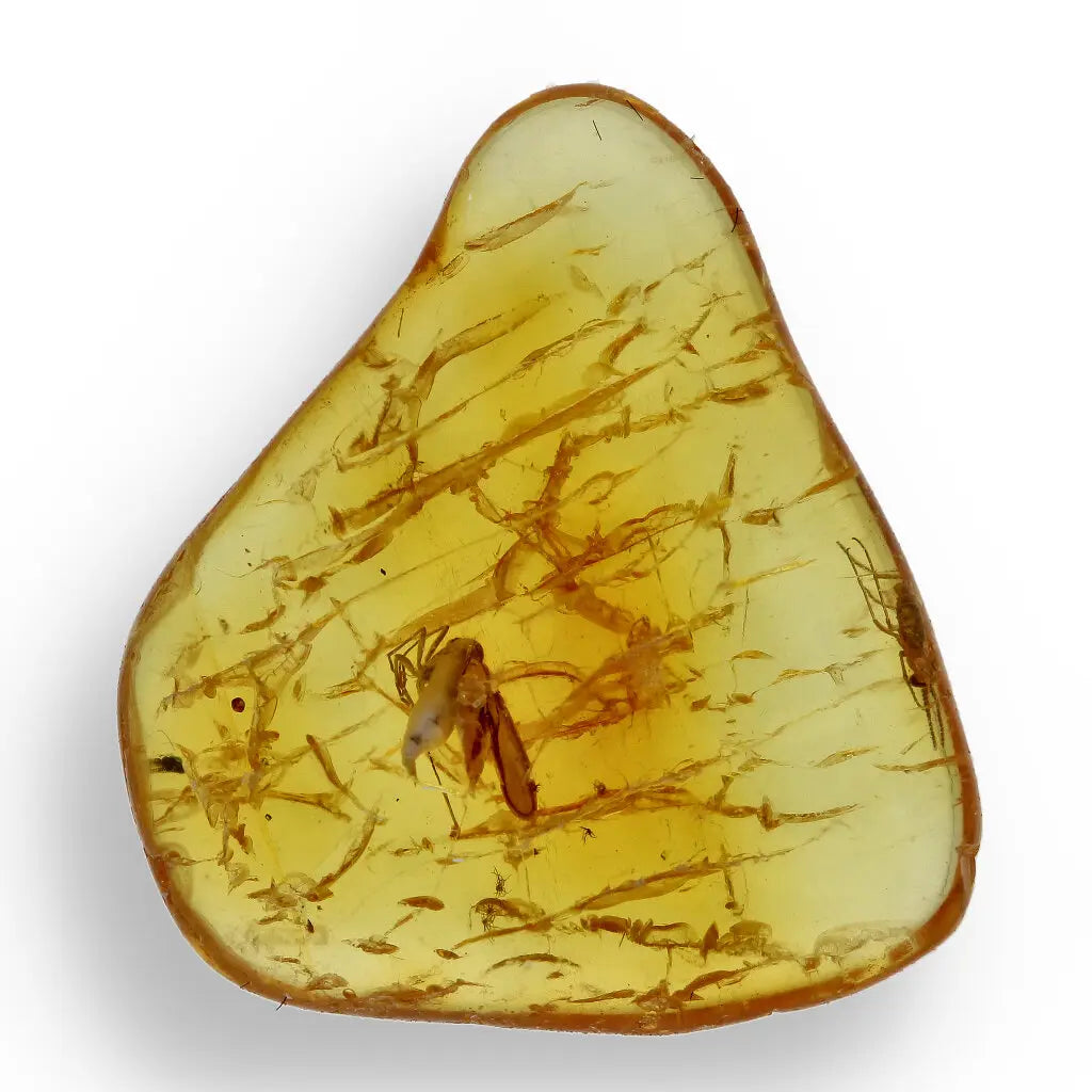 Get your Authentic Baltic Amber - Eocene Insect Encased online now or in store at Forever Gems in Franschhoek, South Africa