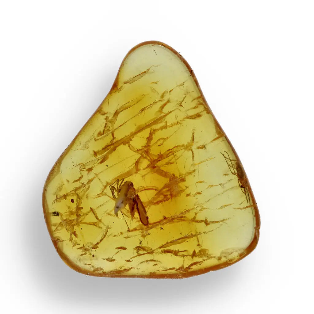 Get your Authentic Baltic Amber - Eocene Insect Encased online now or in store at Forever Gems in Franschhoek, South Africa