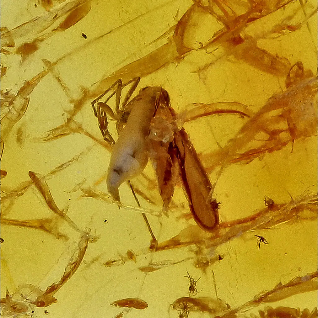 Get your Authentic Baltic Amber - Eocene Insect Encased online now or in store at Forever Gems in Franschhoek, South Africa